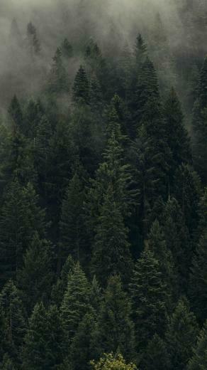 Beautiful Green Trees Forest Mist Android Wallpaper