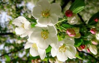 Apple Tree Blackberry Wallpaper Background Theme Apps Games And