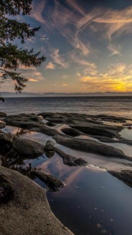 Canada Vancouver Island Fog Sea Coast Trees Morning