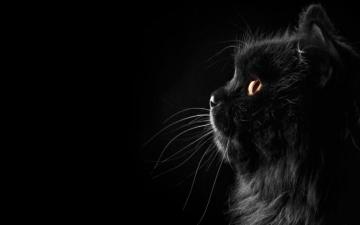 Persian Cat Face Black Female Profile Whiskers