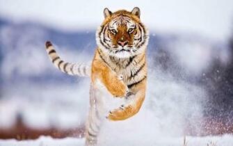 Siberian Tiger HD Wallpaper
