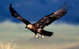 Eagle Flying Wallpaper