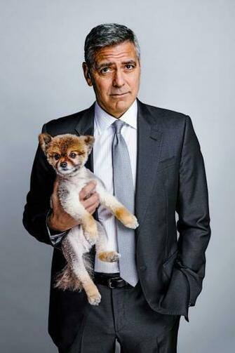George Clooney Galleries Of Celebrities