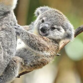 Super Cute Baby Koala Pixel Popular HD Wallpaper