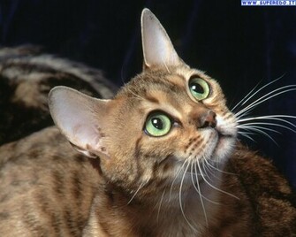 Wallpaper Pets Exotic Cats
