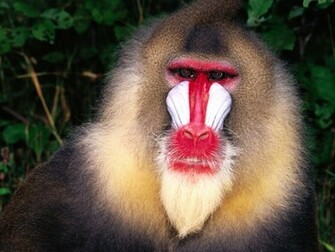Monkey Wallpaper Tiptop 3d HD Collection