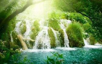 Tropical Rainforest HD Wallpaper Of Forest