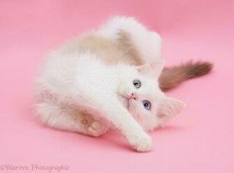 Birman X Ragdoll Kitten On Pink Background Photo Wp20363