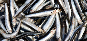 Fresh Anchovy Catch Jpg Enkq2on8er2p9iyl Wallpaper