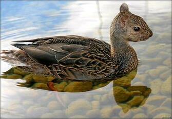 Funny And Wild Animals Mixed