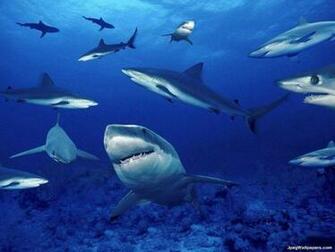 Sharks Wallpaper