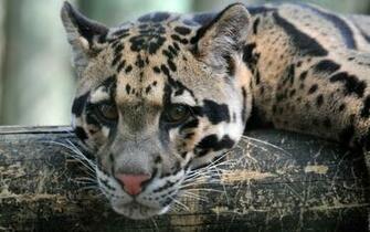 Clouded Leopard Full HD Wallpaper And Background