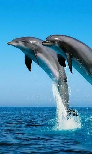 Bigger Dolphins Live Wallpaper For Android Screenshot