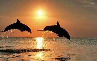 Dolphins Wallpaper