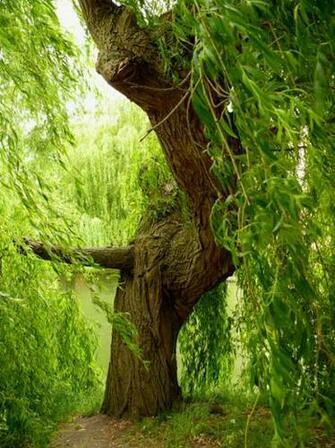 Willow Tree Stock Photo Public Domain Pictures