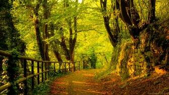 Autumn Wallpaper Road Countryside Nature