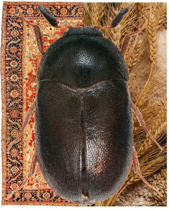 Black Carpet Beetle Wallpaper