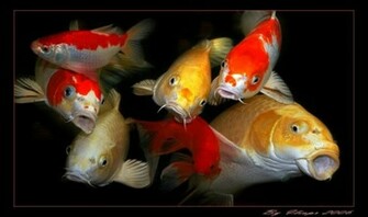 Colorful Koi Fish Wallpaper