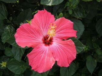 Hibiscus Flower Desktop Wallpaper Watercolor Inspiration