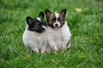 Papillon Dog Cool Wallpaper Dogbreedswallpaper