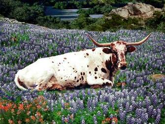 Texas Longhorns Screensavers For