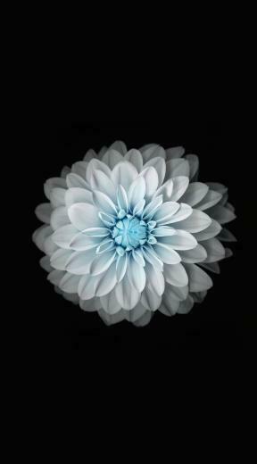 Flower Black And White Wallpaper Sc iPhone6splus