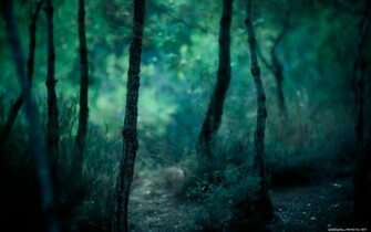Nature Forest Wallpaper Photography