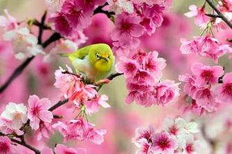 Collection Great Pictures Pure High Definition HD You Can