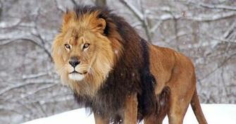 Male Lions Roaring Wallpaper