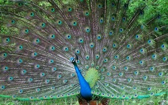 Wallpaper Desktop India World
