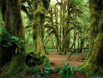 Desktop Wallpaper Natural Background Hall Of Mosses Olympic