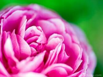 Green And Pink Wallpaper