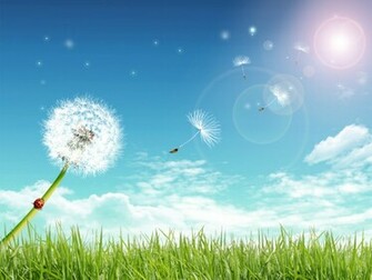 Funny Wallpaper Desktop Summer