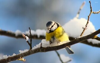 Blue Tit Wallpaper Animal