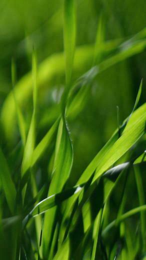 Green Leaves iPhone Wallpaper HD