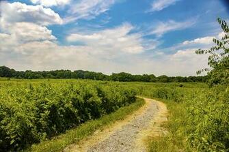 Image Usa Morton Arboretum Northern Illinois Nature Sky Roads Fields