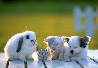 Cute Animal Wallpaper Fun Animals Wiki Videos Pictures Stories