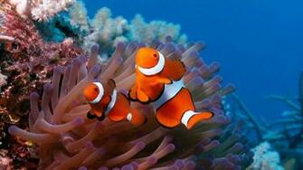Home Underwater HD Wallpaper