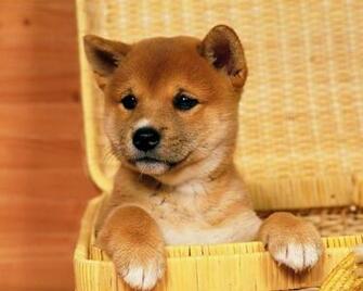 Shiba Inu Dog Wallpaper