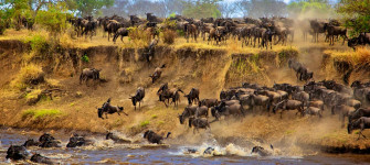 Great Wildebeest Migration Full Facts Information About The Wallpaper