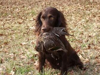 Best Boykin Spaniel Wallpaper Cocker
