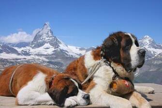St Bernard HD Wallpaper Background
