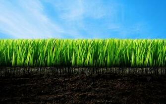 Green Grass Wallpaper And Image Pictures Photos