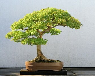 Bonsai Trees Japan Realm