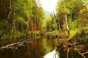 Trees Over Water Stock Photo Public Domain Pictures