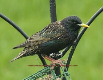 Beautiful Wallpaper Starling Bird