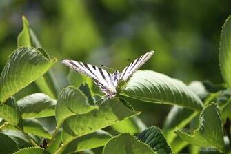 Nature Butterfly Wallpaper
