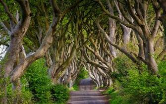Wallpaper England Northern Ireland Dark Hedges Beech Alley