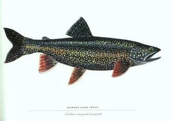 Fish Trout Wallpaper