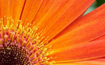 Orange Flowers Wallpaper Flower